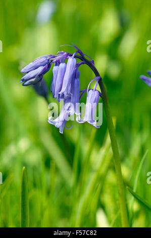 Endimione Hyacinthoides non scriptus (Bluebell). Chiusura del singolo fiore blu. Aprile GLOUCESTERSHIRE REGNO UNITO. Foto Stock