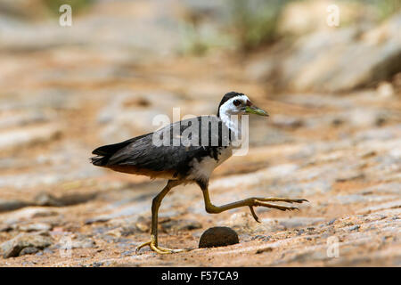 Bianco-breasted specie waterhen Amaurornis phoenicurus Foto Stock