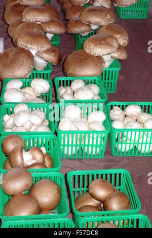 Cestini di funghi in vendita su un mercato locale a Toronto in Canada Foto Stock