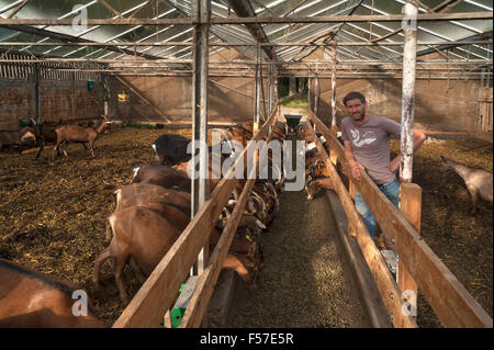 Agricoltore nel fienile con le sue capre di caseificio, Othenstorf, Meclemburgo-Pomerania, Germania Foto Stock