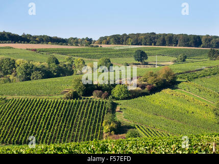 Vigneti vicino Escherndorf, Volkach, Franconia, bassa Franconia, Franconia, Baviera, Germania Foto Stock