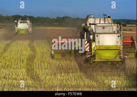 Due le trebbiatrici mietitrebbia trebbiatura di semi di colza e di ravizzone, canola, Meclemburgo-Pomerania Occidentale, Germania Foto Stock