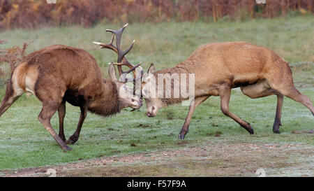 Coppia di cervi cervi (Cervus elaphus) combattimenti, dueling o sparring su un croccante di mattina. Foto Stock