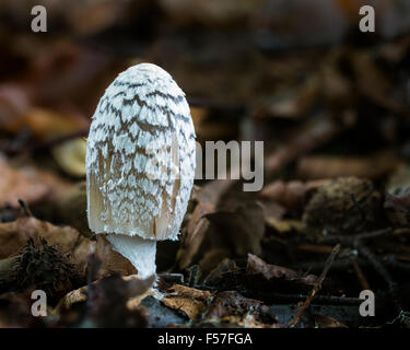 Gazza Inkcap (Coprinopsis picacea - noto anche come Coprinus picasia) Foto Stock