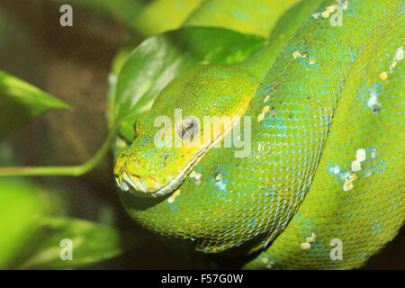 Il Boa verde o verde albero python (Morelia viridis) nel nord Australia Foto Stock
