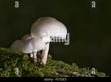 Fungo di porcellana (Oudemansiella mucida) cresce su caduto faggio. Foto Stock