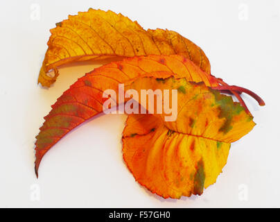 Autunno, foglie,giallo,ocra,ruggine,marrone,verde,bianco Foto Stock