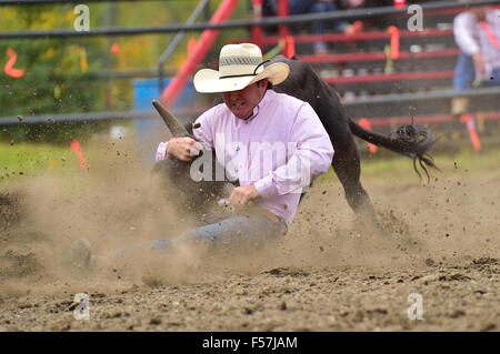 Un cowboy cercando di gettare un manzo al rodeo la concorrenza nella parte occidentale di Alberta in Canada. Foto Stock