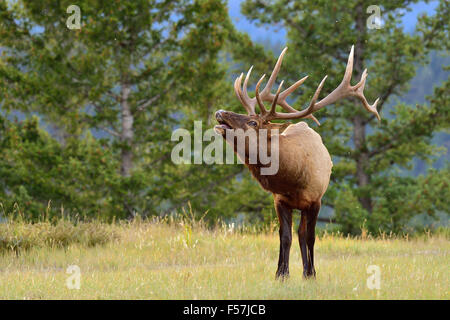 Un'immagine orizzontale di un grande bull elk Cervus elaphus; chiamando per attirare una femmina Foto Stock