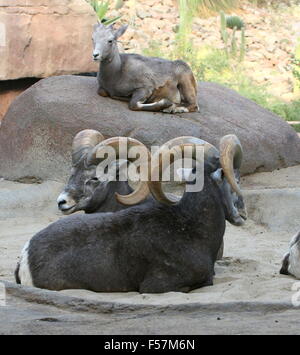 Maschio maturo North American Bighorn (Ovis canadensis) di appoggio e ruminating, una femmina in background Foto Stock