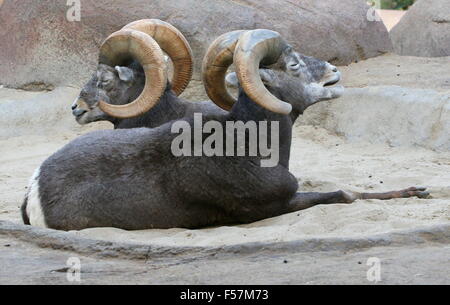 Maschio maturo North American Bighorn (Ovis canadensis) di appoggio e ruminating Foto Stock