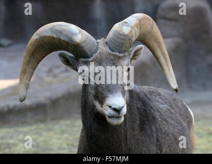 Maschio maturo North American Bighorn (Ovis canadensis) Foto Stock