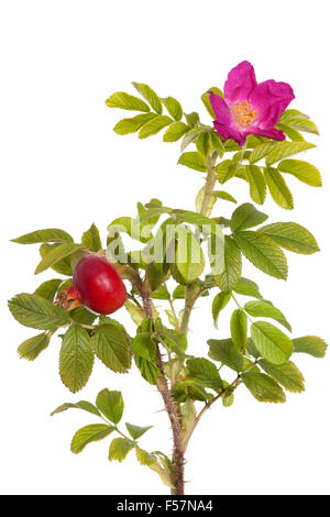 Rosa sviluppato briar rose su sfondo bianco Foto Stock