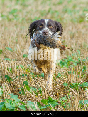 Un English Springer Spaniel lavorando cane retrieveing un francese, o rosso, pernice Foto Stock