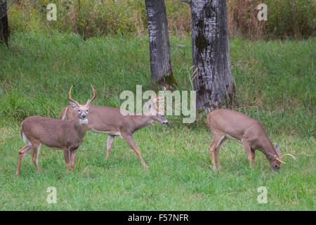 Un gruppo di bachelor di bianco-tail bucks alimentazione in caduta dell'anno. Foto Stock