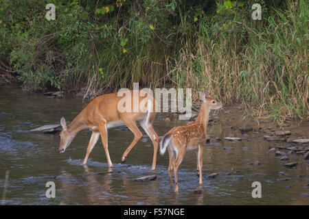 Una femmina del cervo e fawn in un torrente di montagna. Foto Stock