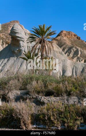 Macchia naturale deserto Tabernas, provincia di Almeria, regione dell'Andalusia, Spagna, Europa Foto Stock