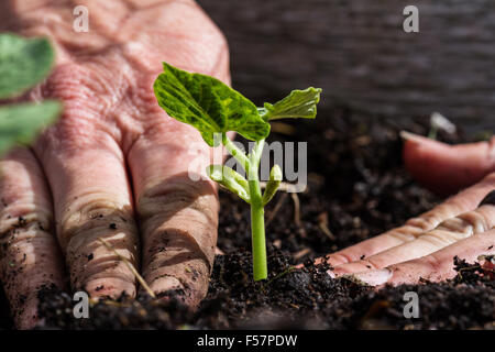 Close up appena piantato pianta verde con le mani sporche la compattazione del terreno intorno ad esso Foto Stock