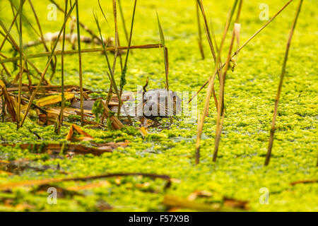 Lontra in un piccolo stagno Foto Stock