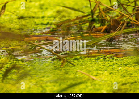 Lontra in un piccolo stagno Foto Stock