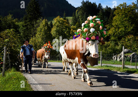 Charmey, Friburgo, Svizzera - 26 settembre 2015 : gli agricoltori con una mandria di mucche con la transumanza annuale a Charmey vicino Gruy Foto Stock