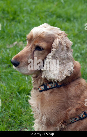 Cocker Spaniel,, Roter Foto Stock