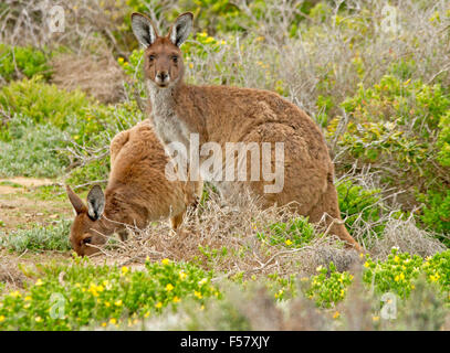 Coppia di grigio occidentale canguri, Macropus fuliginosus nel selvaggio tra fiori selvatici e cespugli verdi, girando a guardare fotocamera, Parco Nazionale di Innes Foto Stock