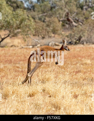 Grande maschio di canguro rosso, Macropus rufus, bounding attraverso arido entroterra paesaggio di golden erbe con alberi in background Foto Stock