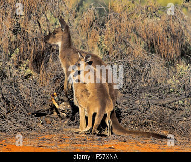 Giovani occidentale Canguro grigio, Macropus fuliginosus, nel selvaggio, arrampicata su sua madre indietro durante la riproduzione, in outback Australia Foto Stock