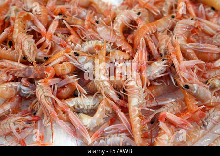 Scampi su ghiaccio al mercato del pesce Foto Stock