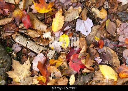 Colorato Foglie di autunno sul terreno, STATI UNITI D'AMERICA Foto Stock