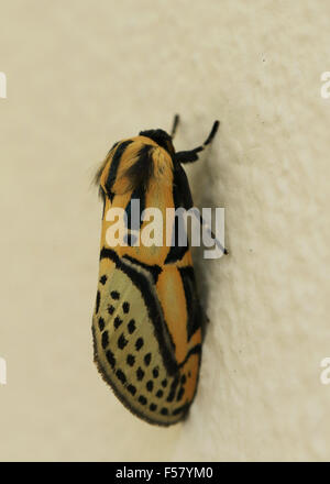 Il giallo e il nero geroglifica tarma o Lepidoptera, trovati in Guanacaste in Costa Rica Foto Stock