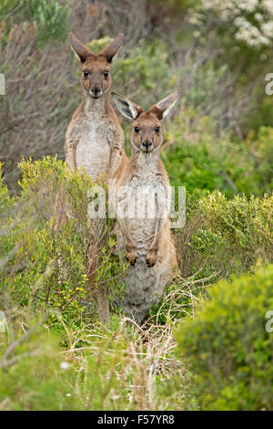 Coppia di grigio occidentale canguri, Macropus fuliginosus selvatici in piedi a fianco a fianco, erba in bocca, tra bassi arbusti, fissando la telecamera Foto Stock