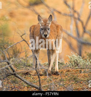 Close-up del maschio di canguro rosso, Macropus rufus, accovacciato pongono accanto a bassa vegetazione in terra rossa di outback Australia Foto Stock