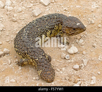 Shingleback / sleepy lizard, Tiliqua rugosa, nel selvaggio sul terreno pietroso in outback Australia Foto Stock