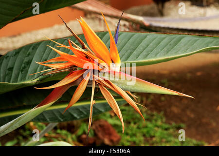 Coloratissimo uccello del paradiso fiore in San Jose, Costa Rica Foto Stock
