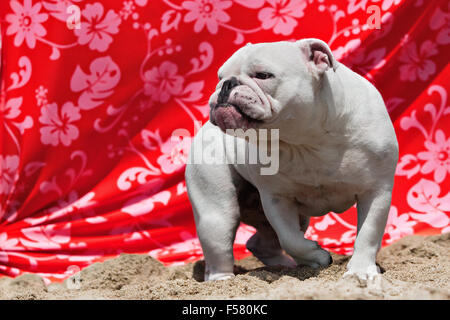 Corpo pieno di Bulldog bianco a piedi nella sabbia in spiaggia di fronte arancione stampa floreale tessuto drappeggiato guardando come una dura bruiser Foto Stock