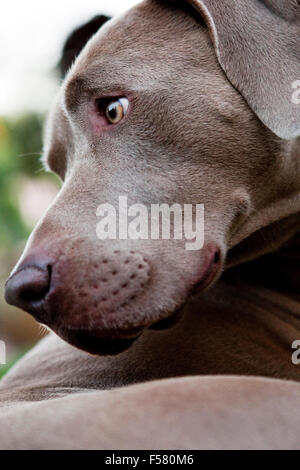 Extreme closeup ritratto di Weimaraner testa di cane in profilo guardando indietro dietro. Graphic forte brow museruola mascella occhi luminosi Foto Stock