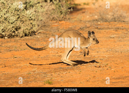 Giovani occidentale Canguro grigio, Macropus fuliginosus saltando su terra rossa a Mungo National Park in outback NSW, Australia Foto Stock