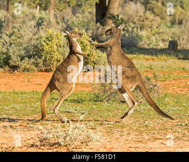 Due giovani maschio grigio occidentale canguri Macropus fuliginosus nel selvaggio boxe a Mungo National Park in outback NSW Australia Foto Stock