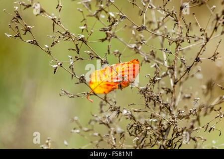Foglia colorata caduto dall'albero catturato nella pianta essiccata, foglia caduta, singolo autunno Foto Stock