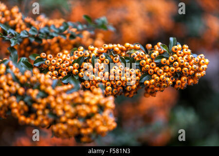 Pyracantha coccinea, bacche di Firethorn sui rami Foto Stock