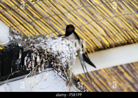 Swallow's Nest sotto un tetto Foto Stock