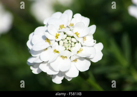 Primo piano di un bianco-candytuft fiorito (Iberis sempervirens) Foto Stock