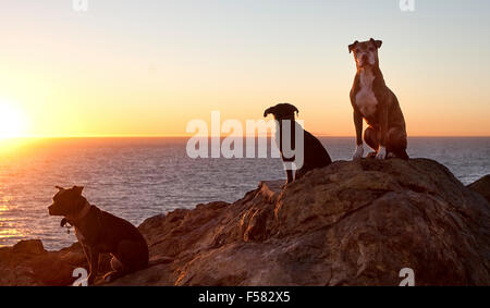 Tre cani sedersi sulla cima di roccia gigante con vista sull'oceano al tramonto Foto Stock