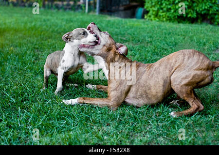 Senior insegna cane cucciolo di arte di ritenuta come essi giocare in modo aggressivo in erba del cortile la cattura di un tipo di momento coraggioso Foto Stock