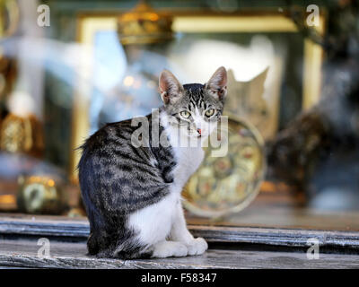 Bel gatto seduto per terra fotografato vicino fino Foto Stock