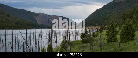 Gli alberi morti in Quake vicino Lago di Yellowstone Foto Stock