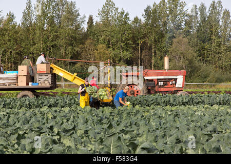 Lavoratori agricoli che cavolo di raccolta " Brassica oleracea" . Foto Stock