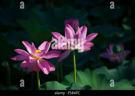 Lotus fiorisce in estate palazzo Pechino CINA Foto Stock